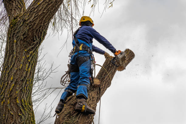 How Our Tree Care Process Works  in  Kronenwetter, WI